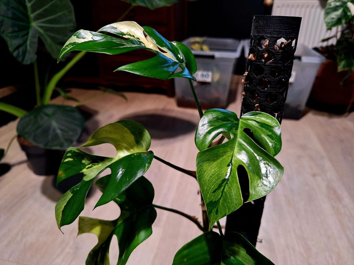 Mon pied mère Rhaphidophora Tetrasperma Variegata