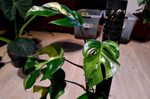 Mon pied mère Rhaphidophora Tetrasperma Variegata