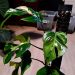 Mon pied mère Rhaphidophora Tetrasperma Variegata